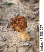 Гриб сморчок конический  (Morchella conica) Стоковое фото, фотограф Ирина Борсученко / Фотобанк Лори