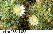 Таймлапс. Цветы на кактусе раскрываются  (Mammillaria gracilis) Стоковое видео, видеограф Артем Поваров / Фотобанк Лори
