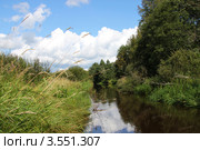Река Волочаевка, Ленинградская область. Стоковое фото, фотограф Елена Кутепова / Фотобанк Лори