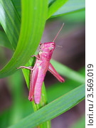 Розовый кузнечик (Acrididae sp.) Стоковое фото, фотограф Василий Фирсов / Фотобанк Лори