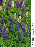 Разноцветные люпины (Lupinus) Стоковое фото, фотограф Елена Коромыслова / Фотобанк Лори