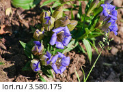 Горечавка, или гентиана бесстебельная (Gentiana scabra) Стоковое фото, фотограф Алёшина Оксана / Фотобанк Лори