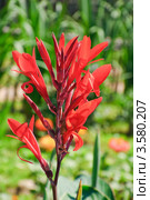 Канна индийская (Canna indica) Стоковое фото, фотограф Алёшина Оксана / Фотобанк Лори