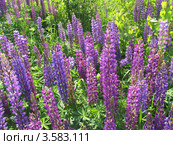 Люпины (lupinus) Стоковое фото, фотограф Т. З. / Фотобанк Лори