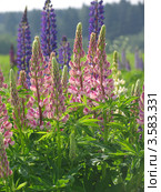 Люпины (lupinus) на лугу. Стоковое фото, фотограф Т. З. / Фотобанк Лори