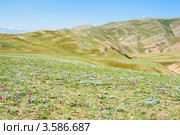 Лус с альпийскими цветами в горах Алтая (фокус на переднем плане) Стоковое фото, фотограф Михаил Павлов / Фотобанк Лори