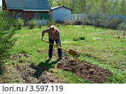 Женщина копает грядку на садовом участке. Стоковое фото, фотограф Юрий Синицын / Фотобанк Лори