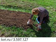 Женщина сажает лук на грядке на садовом участке. Стоковое фото, фотограф Юрий Синицын / Фотобанк Лори