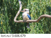 Зимородок-альцион (2012 год). Стоковое фото, фотограф Кутдусова Марина / Фотобанк Лори