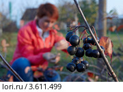 Урожай черноплодной рябины на садовом участке. Стоковое фото, фотограф Юрий Синицын / Фотобанк Лори