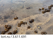 Глубинная водоросль Носток на берегу Байкала после шторма (Nostoc) Стоковое фото, фотограф Виктория Катьянова / Фотобанк Лори