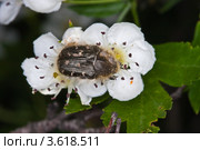 Бронзовка вонючая (Oxythyrea funesta) кормится на цветках боярышника однопестичного (Crataegus monogyna) Стоковое фото, фотограф Иван Сазыкин / Фотобанк Лори