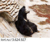 Медведь губач. Стоковое фото, фотограф Миленин Константин / Фотобанк Лори