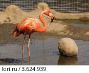 Розовый фламинго. Стоковое фото, фотограф Миленин Константин / Фотобанк Лори