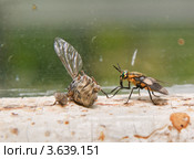 Обыкновенный пестряк, или обыкновенный златоглазик (Chrysops relictus) Стоковое фото, фотограф Алёшина Оксана / Фотобанк Лори