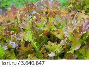 Салат Лола Росса ( Lollo Rosso ) Стоковое фото, фотограф Альбина Ялунина / Фотобанк Лори