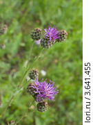 Бодяк разнолистный (Cirsium heterophyllum) Стоковое фото, фотограф Короленко Елена / Фотобанк Лори