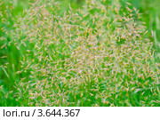 Травяной фон. Овсяница луговая ( Festuca pratensis) Стоковое фото, фотограф Алёшина Оксана / Фотобанк Лори