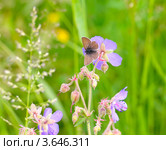 Самка бабочки голубянки Аргус (Plebejus argus) на цветке герани полевой (Geranium pratense) Стоковое фото, фотограф Алёшина Оксана / Фотобанк Лори