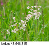 Цветущая смолёвка (Silene) на лугу. Стоковое фото, фотограф Алёшина Оксана / Фотобанк Лори
