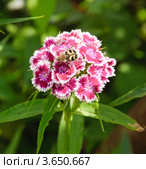 Жук восковик перевязанный (Trichius fasciatus) на цветке турецкой гвоздики (Dianthus barbatus) Стоковое фото, фотограф Алёшина Оксана / Фотобанк Лори