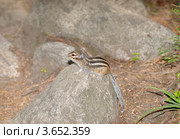 Сибирский бурундук, Азиатский бурундук (Tamias sibiricus) Стоковое фото, фотограф Некрасов Андрей / Фотобанк Лори