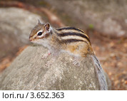 Сибирский бурундук, Азиатский бурундук (Tamias sibiricus) Стоковое фото, фотограф Некрасов Андрей / Фотобанк Лори