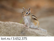 Сибирский бурундук, Азиатский бурундук (Tamias sibiricus) Стоковое фото, фотограф Некрасов Андрей / Фотобанк Лори