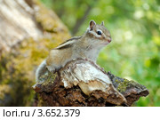 Сибирский бурундук, Азиатский бурундук (Tamias sibiricus) Стоковое фото, фотограф Некрасов Андрей / Фотобанк Лори