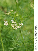 Кориандр посевной (кинза, кишнец посевной,Coriandrum sativum L.). Соцветие, начало цветения, бутоны раскрываются. Стоковое фото, фотограф Щеголева Ольга / Фотобанк Лори