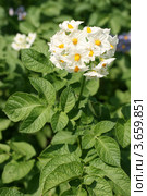 Цветущий куст картофеля солнечным летним днем (Solanum tuberosum L.) Стоковое фото, фотограф Щеголева Ольга / Фотобанк Лори