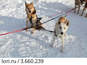 Ездовые собаки, запряженные в упряжку. Стоковое фото, фотограф Игорь Долгов / Фотобанк Лори
