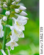 Цветущая хоста (Hosta), или Функия (Funkia) Стоковое фото, фотограф Алёшина Оксана / Фотобанк Лори