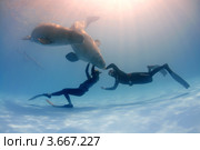 Фридайвер плавает с белухой - Delphinapterus leucas (2010 год). Редакционное фото, фотограф Некрасов Андрей / Фотобанк Лори
