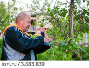 Мужчина обрезает сухие деревья на даче. Стоковое фото, фотограф Игорь Низов / Фотобанк Лори