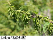 Крапива двудомная, верхушка цветущего растения (Urtica dioica L.) Стоковое фото, фотограф Щеголева Ольга / Фотобанк Лори