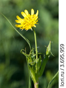 Козелец мечелистный, Scorzonera ensifolia. Стоковое фото, фотограф Короленко Елена / Фотобанк Лори