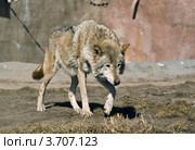 Крадущийся волк (Canis Lupus) Стоковое фото, фотограф Василий Фирсов / Фотобанк Лори