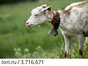 Коза с колокольчиком на шее. Стоковое фото, фотограф Юлия Кузнецова / Фотобанк Лори