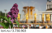 Сирень на фоне Фонтана Дружбы Народов на ВВЦ (2011 год). Стоковое видео, видеограф Losevsky Pavel / Фотобанк Лори