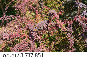 Барбарис Тунберга краснолистный окаймлённый (Berberis thunbergii) Стоковое фото, фотограф Алёшина Оксана / Фотобанк Лори