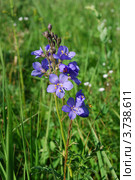Синюха голубая (Polemonium coeruleum L.) Стоковое фото, фотограф Анна Омельченко / Фотобанк Лори