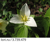 Триллиум (Trillium) Стоковое фото, фотограф Т. З. / Фотобанк Лори