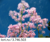 Василистник Thalictrum aquilegifolium, семейство Лютиковые, на фоне голубого неба. Стоковое фото, фотограф Заноза-Ру / Фотобанк Лори