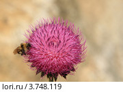 Чертополох - колючий. (Onopordum acanthium L.) Стоковое фото, фотограф Rekacy / Фотобанк Лори