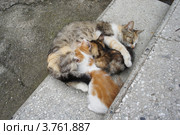 Котята пьют молоко матери. Стоковое фото, фотограф Бирюкова Татьяна / Фотобанк Лори