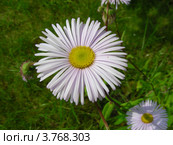 Астра ромашковидная ( Aster amelloides ) Стоковое фото, фотограф lana1501 / Фотобанк Лори