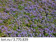 Агератум (Долгоцветка) Ageratum. Стоковое фото, фотограф Lora / Фотобанк Лори