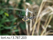 Паук обматывает паутиной свою жертву. Argiope aurantia. Стоковое фото, фотограф Инна Козырина (Трепоухова) / Фотобанк Лори