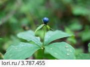 Вороний глаз четырёхлистный лат. Paris quadrifolia. Стоковое фото, фотограф Сергей Воронин / Фотобанк Лори